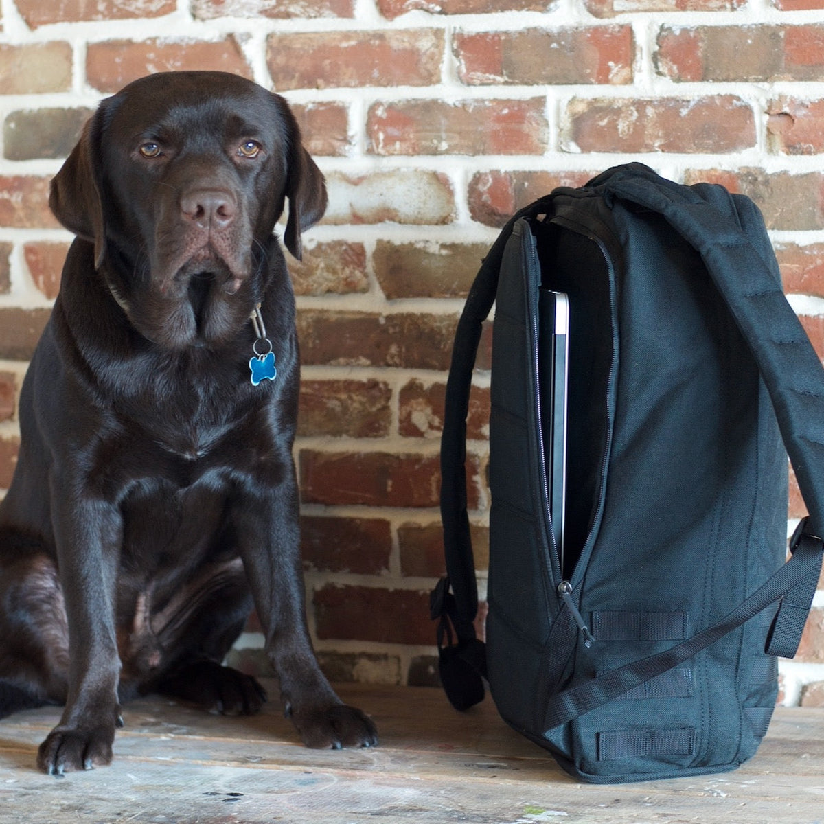 A chocolate labrador sits beside a black GR1 backpack, designed with Special Forces grade materials and built to last in the USA, holding a laptop in front of a brick wall.